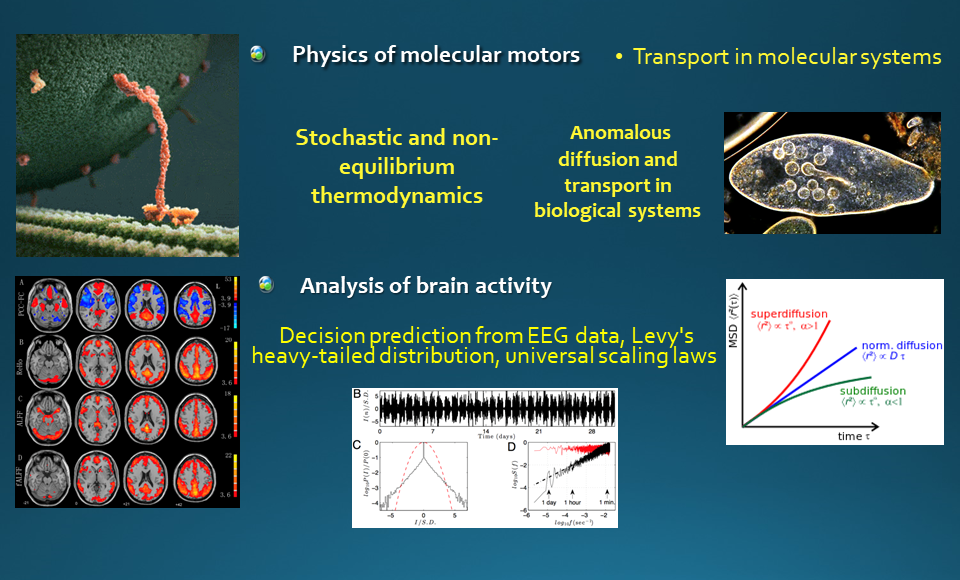 Physics of molecular motors; Transport in molecular systems; Stochastic and non-equilibrium thermodynamics;  Anomalous diffusion and transport in biological systems; Analysis of brain activity; Decision prediction from EEG data, Levy's heavy-tailed distribution, universal scaling laws 